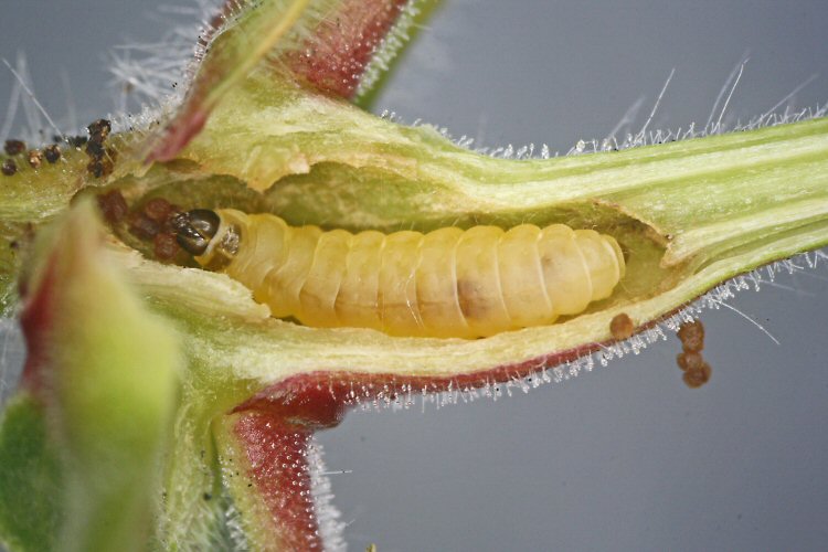 larva 