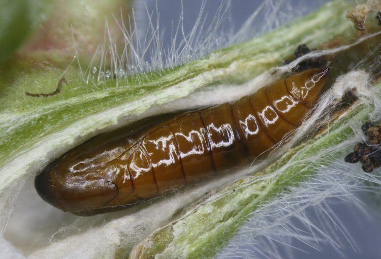 pupa