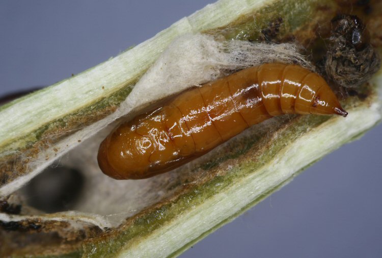 pupa and exit hole