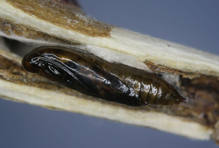 develpoing pupa