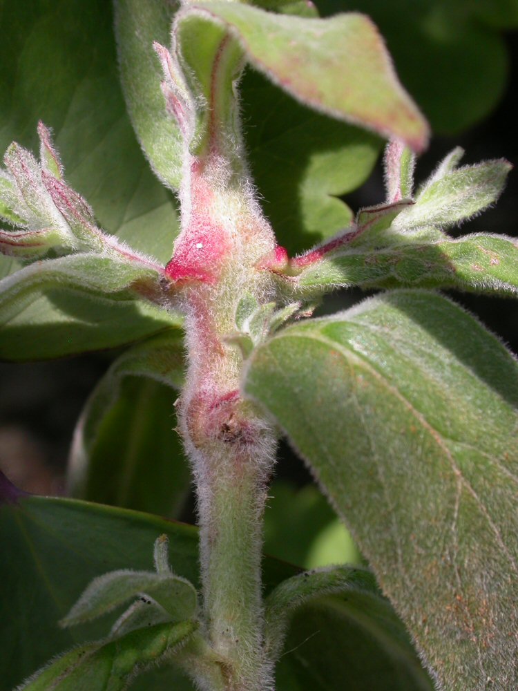 swollen stem