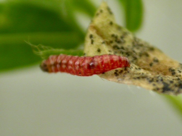 larva