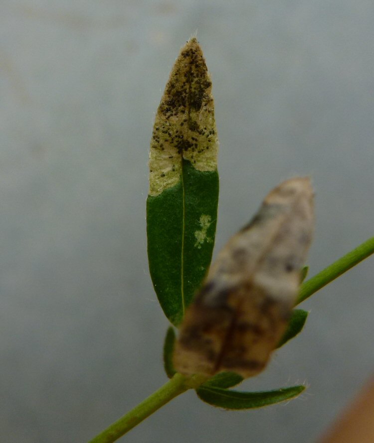 mined leaf