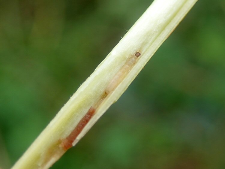 larva in stem mine