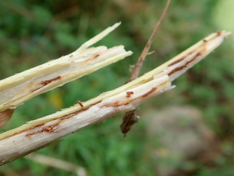 the larva mines in the stem