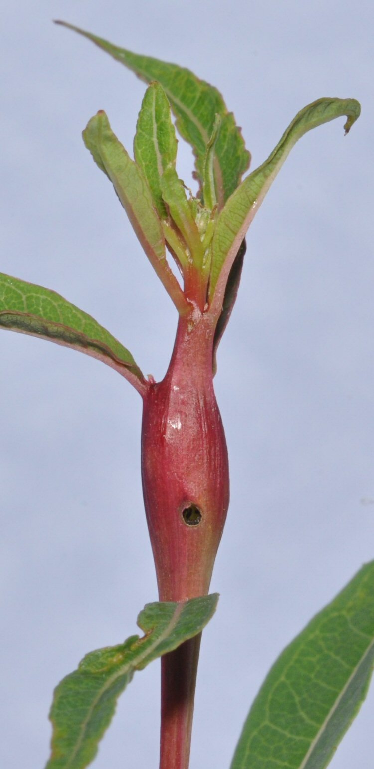 a gall is formed