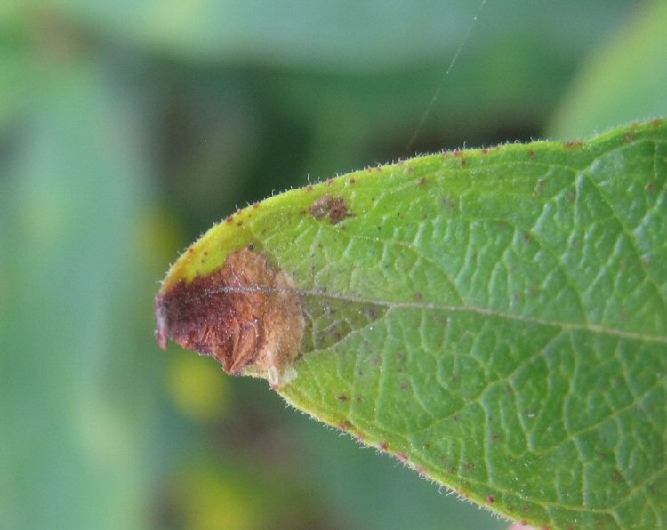 blotch mines at leaf tip
