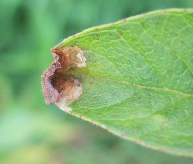 blotch mines at leaf tip