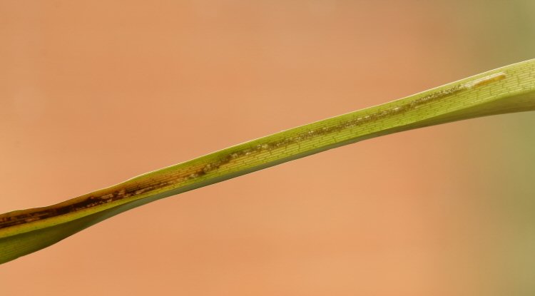 larva in mine