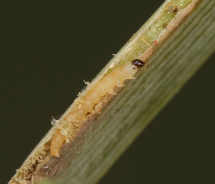 larva
