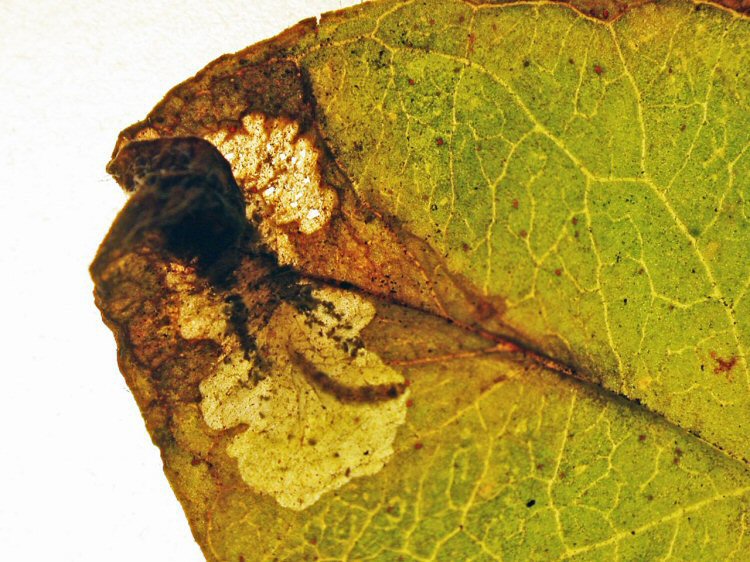 larva in mine