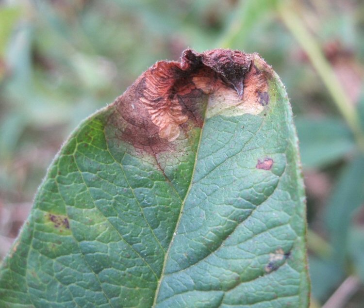 FORMS BROWN BLOTCH MINES