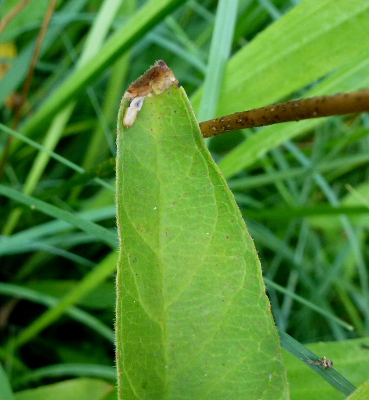 forms tiny mines at leaf tip