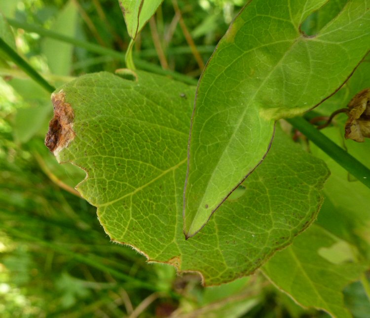 forms tiny mines at leaf tip