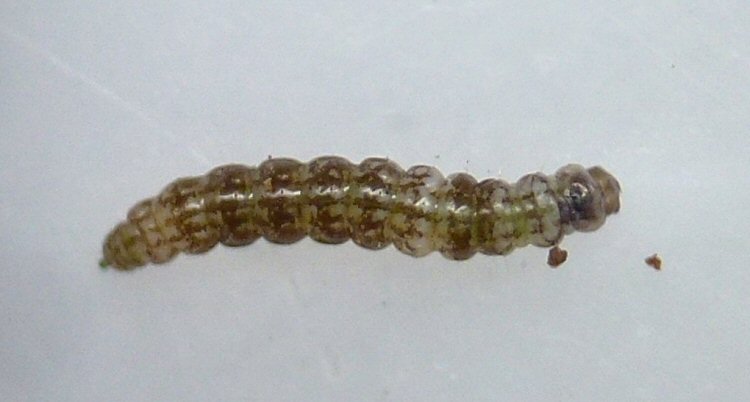 larva