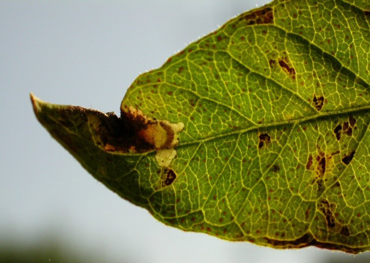 larva in mine