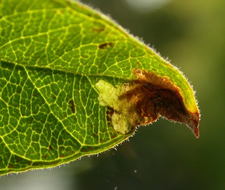 larva in mine