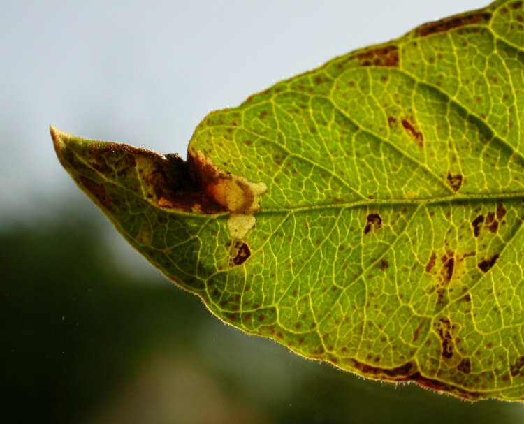 larva in mine