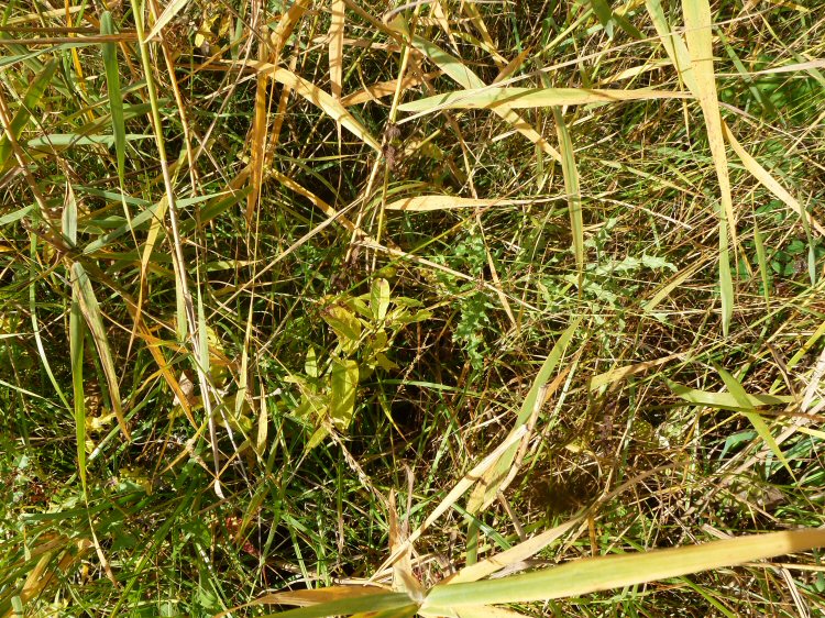 habitat