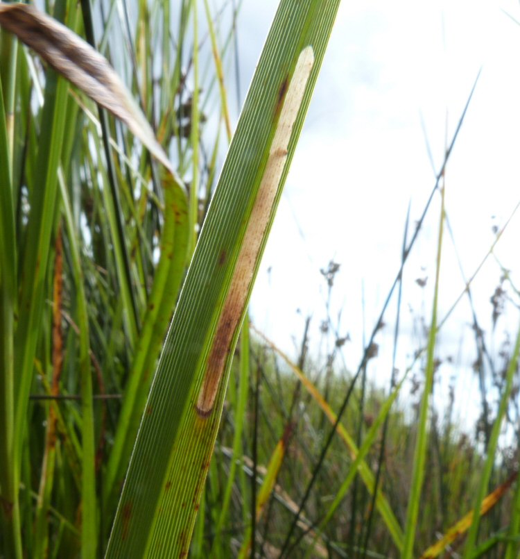 larva in mine