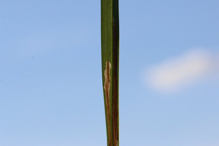 larva in mine