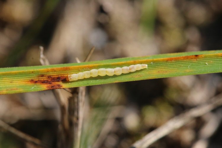 larva