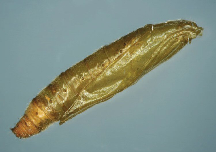 exuviae