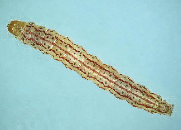 larva