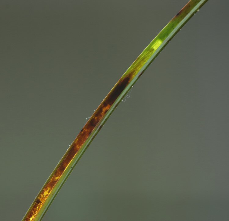 larva in mine