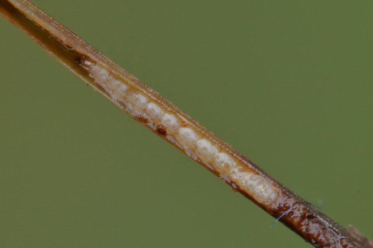 larva