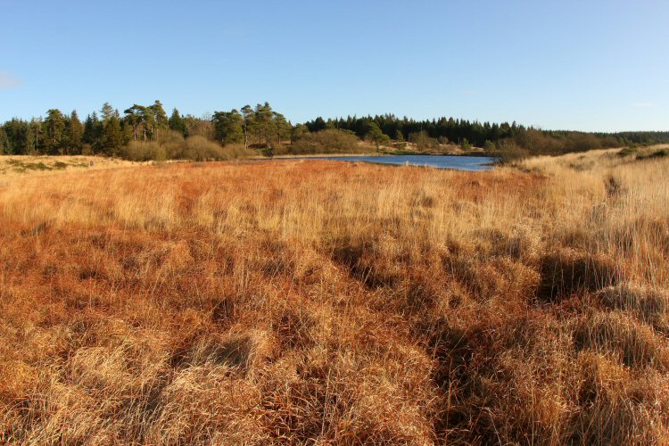 Waldegrave Pools