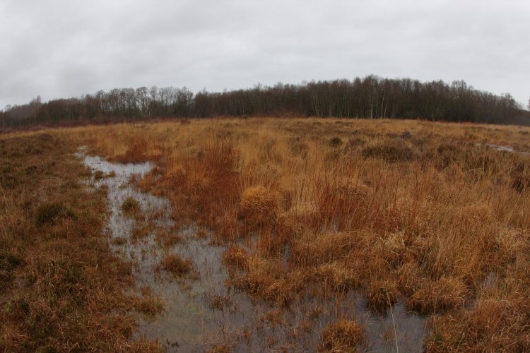 Westhay Moor