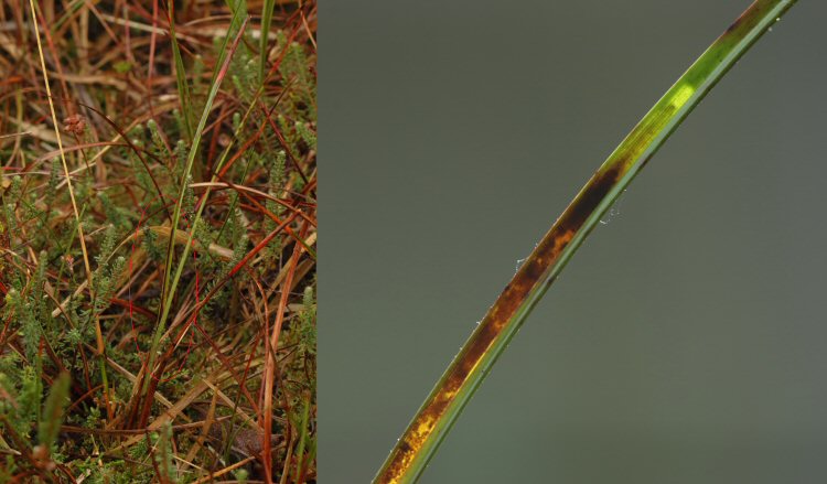 mine with larva