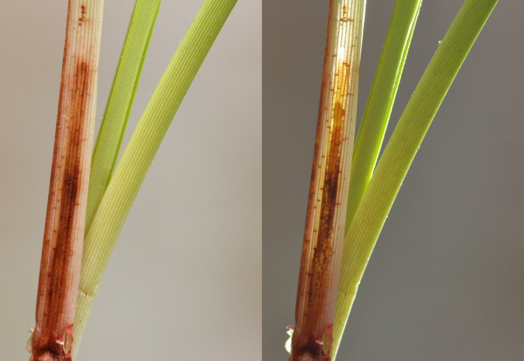 larva in mine