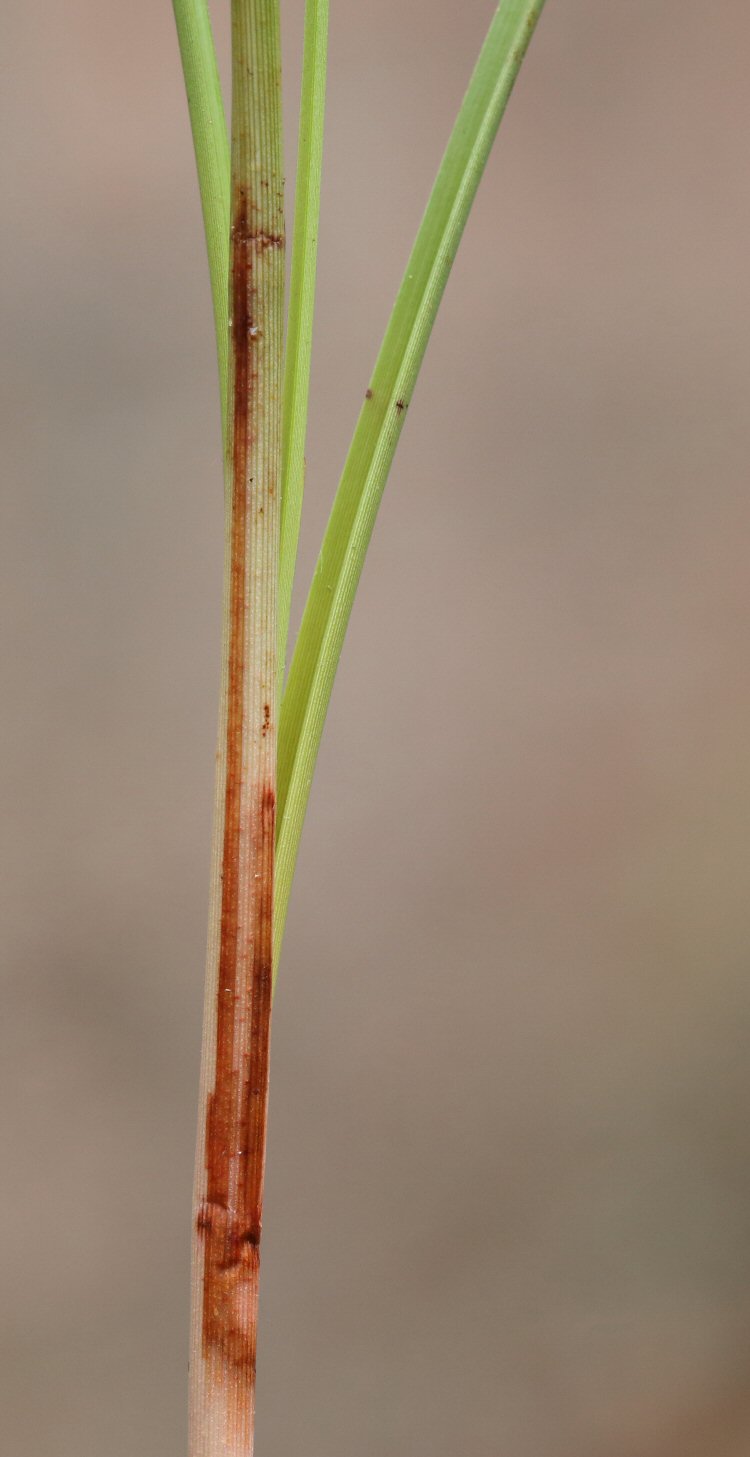larva in mine