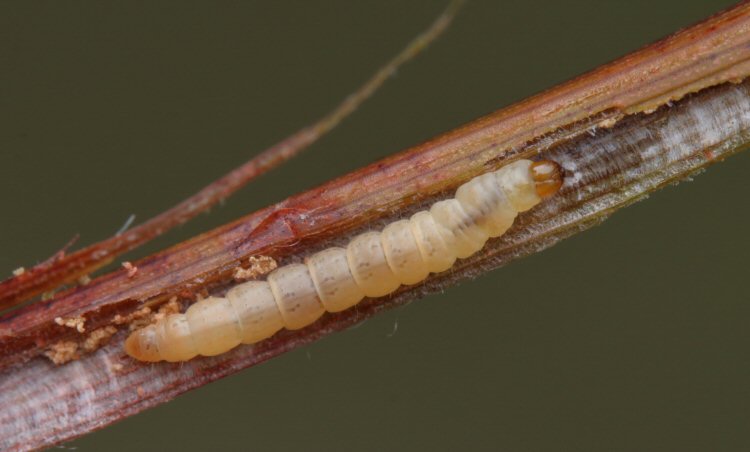 larva