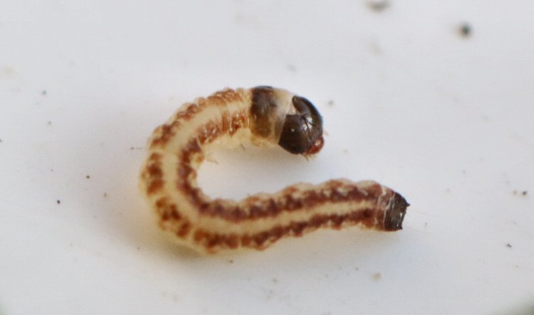 larva