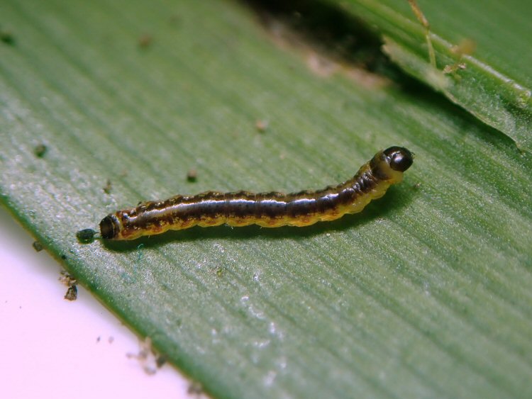 larva