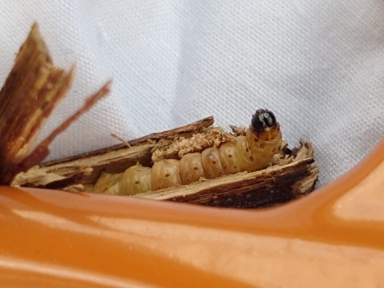 larva