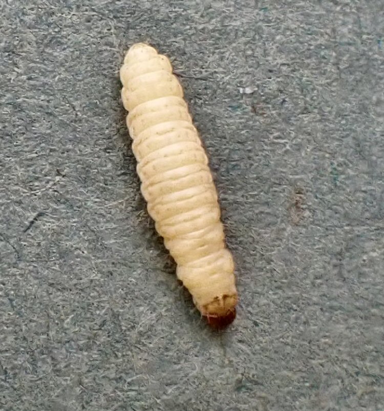 larva