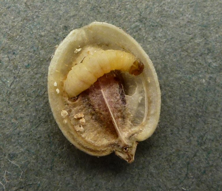 larva in seed