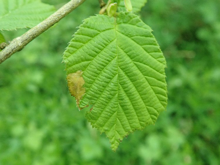 early mine