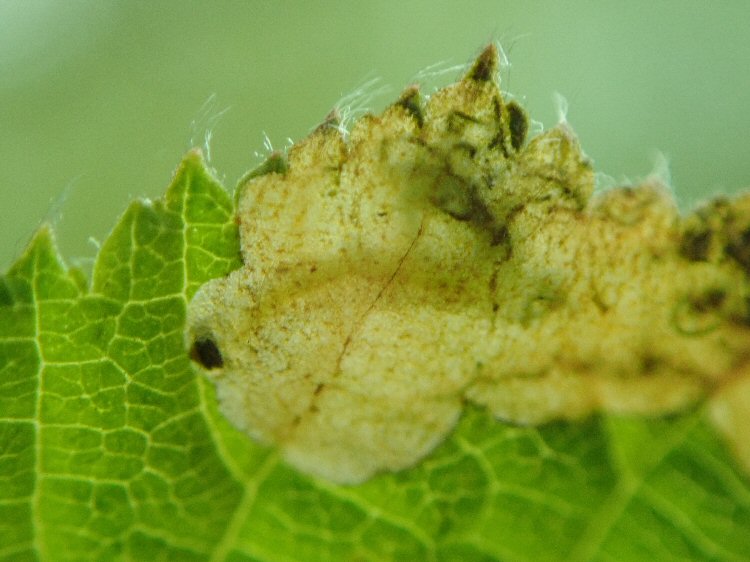 early instar larva