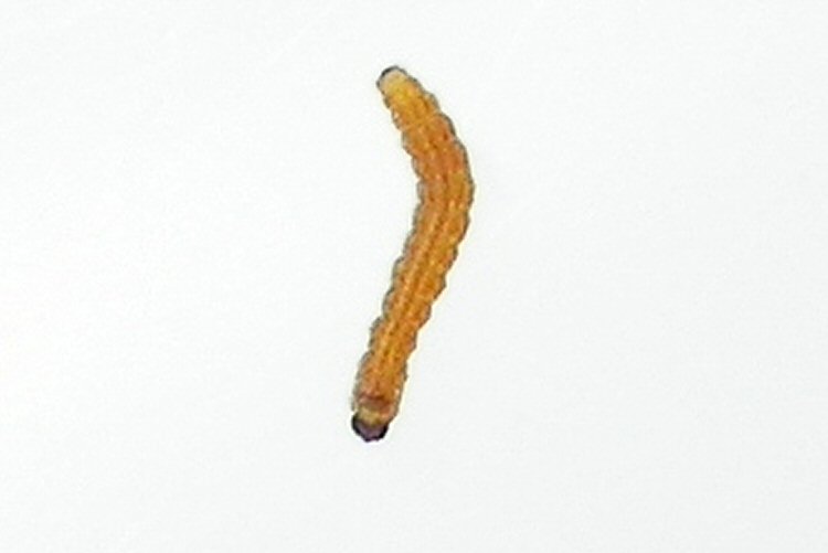 larva