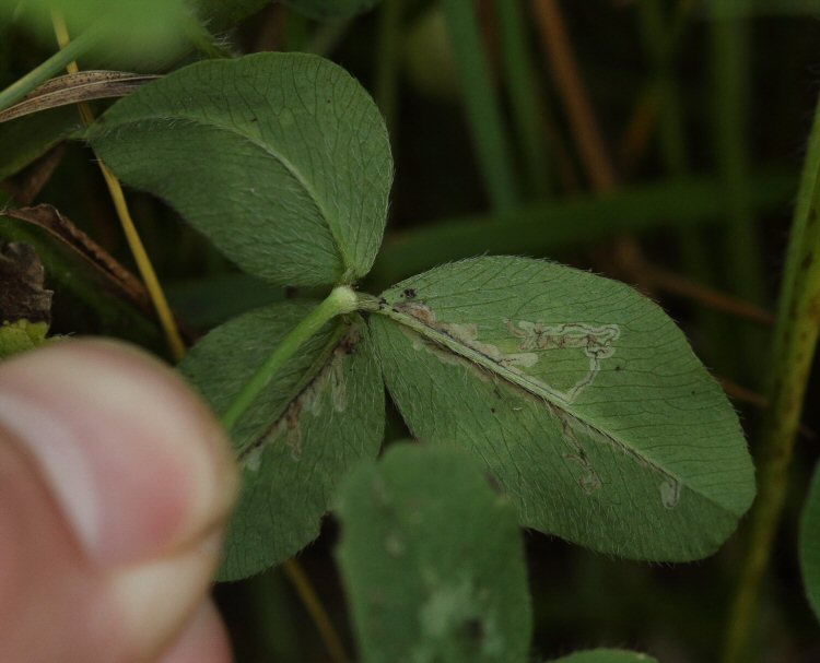 underside of leaf
