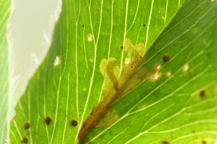 larva feeding