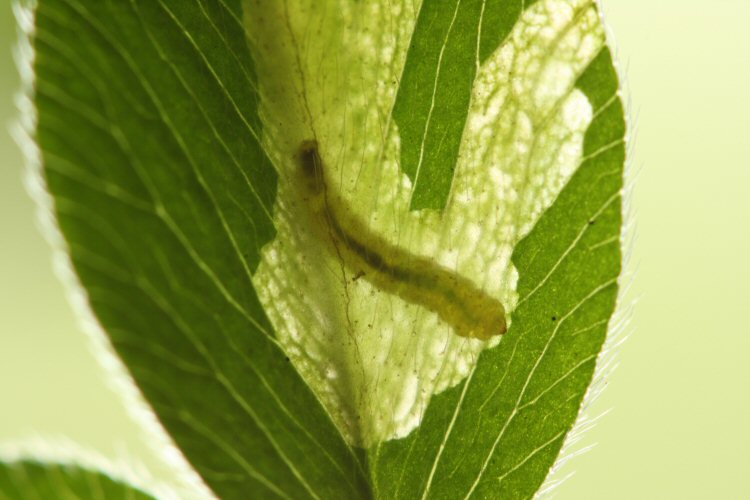 larva