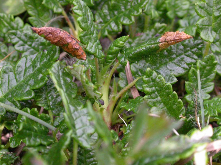 the leaf is spun into a pod