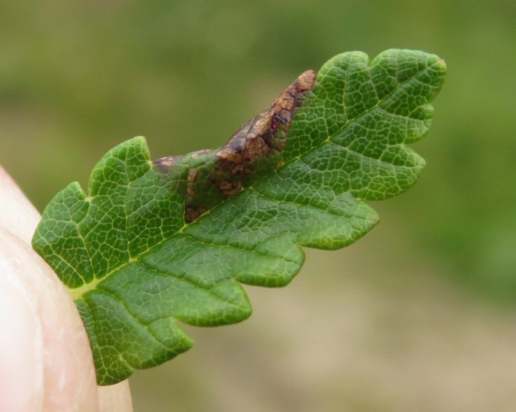 starting to form a pod