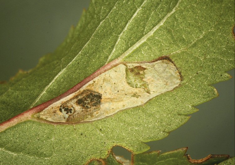 ventral view of potential mine